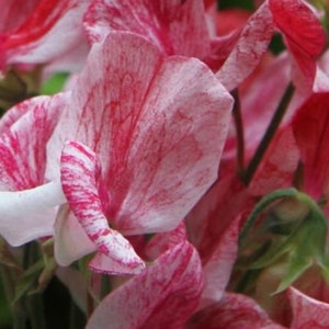 Stunning Sweet Pea "Peppermint Candy" Seeds -- Lathyrus Odoratus -- Free Shipping US (10 Seeds) Sweetpea -- Striking Red & White Blooms