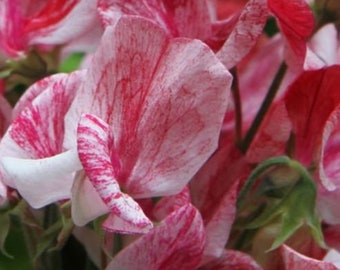 Stunning Sweet Pea "Peppermint Candy" Seeds -- Lathyrus Odoratus -- Free Shipping US (10 Seeds) Sweetpea -- Striking Red & White Blooms