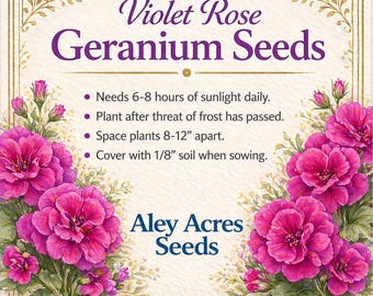 Geranium **SEEDS** "Violet-Rose" -- (10 Seeds) pelargonium