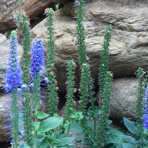 NEW Veronica Grandis SEEDS -- Fast Free Shipping --   (40 Seeds) Heartleaf Speedwell -- Mystical Blue Blooms