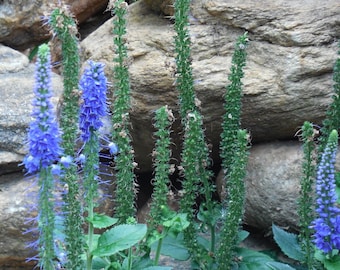 NOUVELLES GRAINES Veronica Grandis -- Livraison gratuite rapide -- (40 Graines) Heartleaf Speedwell -- Mystical Blue Blooms