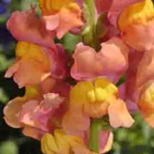 Snapdragon &quot;Bronze Blush&quot; SEEDS -- Envío rápido y gratuito Residentes de EE. UU. -- 20 semillas -- Color Snapdragon alto y único