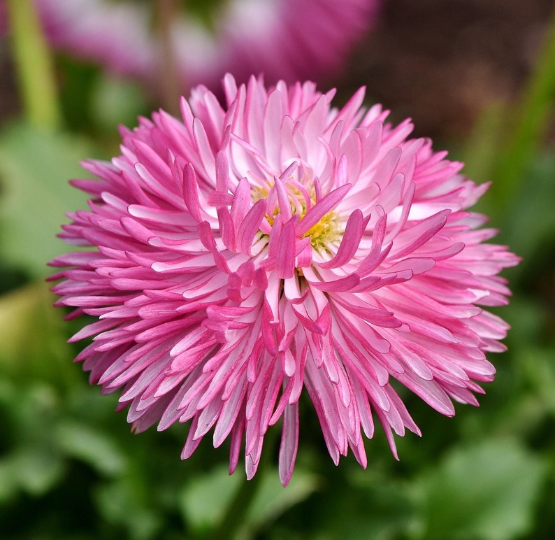 New Aster Seeds DOUBLE POWDER PUFF Mix Double Chrysanthemum Etsy