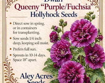 Peut inclure: Panneau carré avec le texte "Dwarf Queeny Purple/Fuchsia Hollyhock Seeds" et des instructions de plantation. Le panneau présente un groupe de fleurs de rose trémière violet profond et vibrant avec un feuillage vert. Le texte "Aley Acres Seeds" est en bas.