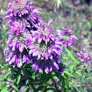 Gorgeous Monarda citriodora Bee Balm Lemon Flower Seeds Wildflower -- Free Shipping US Residents