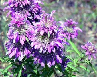 Monarda Citriodora ****GRAINES**** : mélisse, fleurs sauvages pourpres