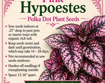PINK Polka Dot Plant -- SEEDS -- Hypoestes gipoestes phyllostachya - (10 Seeds)