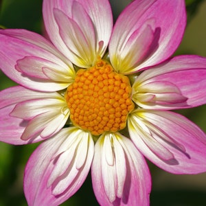 Dahlia Mix Seeds! &quot;Candy Dandy&quot; Collarette -- Dwarf Plants Double Blooms -- Variabilis  -- Fast Free Shipping U.S. Residents! (30 Seeds)