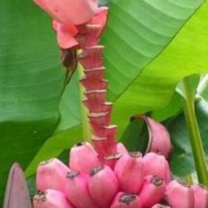 May include: Pink bananas growing on a banana tree. The bananas are still attached to the plant and have a bright pink color.