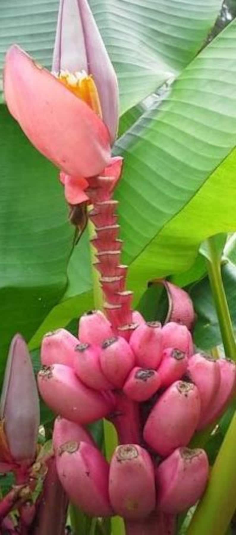 Dwarf PINK Bananas Plant Seeds Patio Potted SEEDS Etsy
