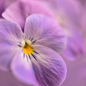 Lovely Viola Cornuta Mix SEEDS -- Purple/Red/White/Yellow -- Free Shipping