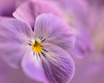Sementes de Viola Cornuta – Mistura de cores roxas, vermelhas, brancas e amarelas