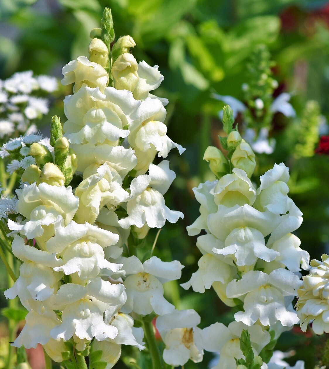 Beautiful Tall "Buttercream White" Snapdragon White Blooms SEEDS -- Fast Free Shipping U.S. Residents -- 45 Seeds