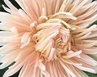 Aster Seed "Blushing Champagne" -- Double Peony Style Blooms -- Aster Duchesse -- Fast Free Shipping US  -- (20 Seeds)