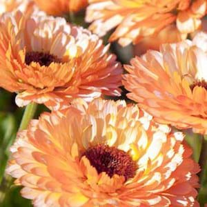 Heirloom Peach Pink Double Calendula SEEDS -- Calendula officinalis -- Pink Flowers Garden -- Fast Free Shipping US (15 Seeds)