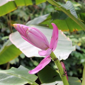 May include: A pink banana blossom bud with green leaves in the background.