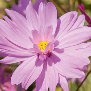 Cosmos Seeds - &quot;Flourishes&quot; Semi Double Color Mix- Cosmos bipinnatus - FREE Shipping (20 Seeds)  Attracts Butterflies Luscious Colors