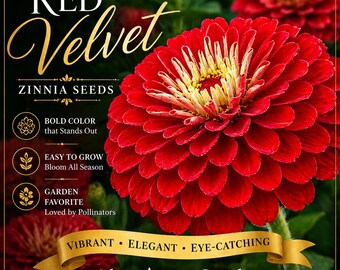 Zinnia "Red Velvet" **Seeds** - Gigantic Sized Zinnia SEEDS!  - (30 Seeds)