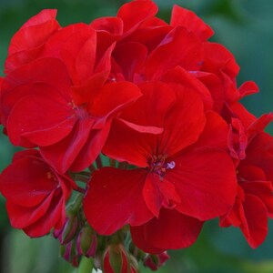 New "Rocket Red" Geranium SEEDS -- Fast FREE Shipping (10 Seeds) pelargonium Patio Flowering Plants - Red Color