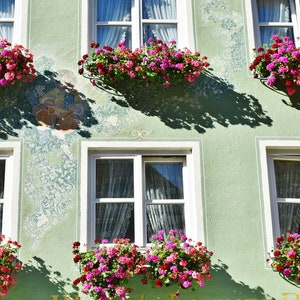 Ultra Color Mix Geranium SEEDS -- Fast FREE Shipping U.S. (15 Seeds) pelargonium Zonale Potted Patio Flowering Plants