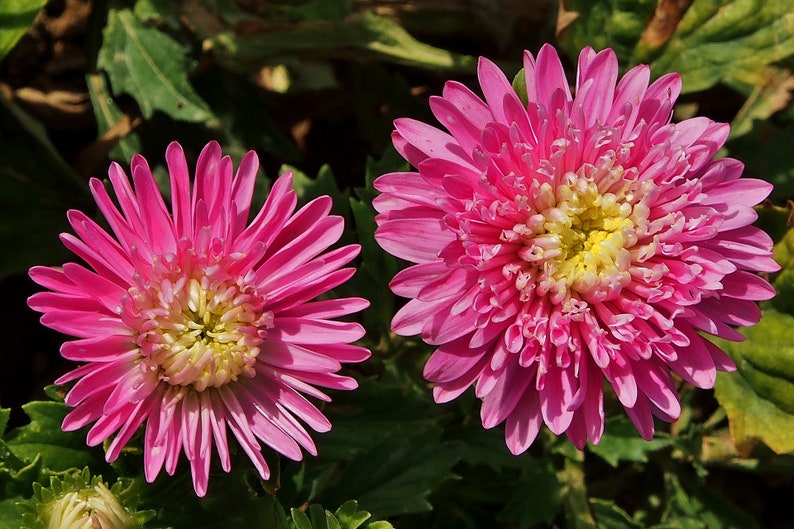 New Aster Seeds DOUBLE POWDER PUFF Mix Double Chrysanthemum Etsy