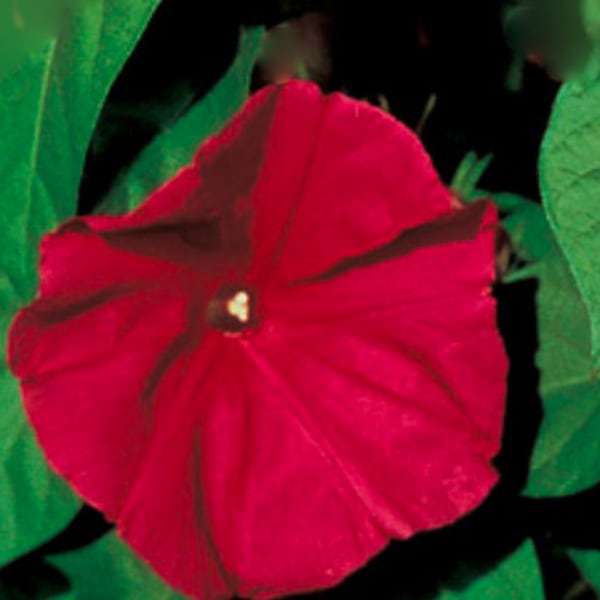 Charming Red Morning Glory SEEDS -- Scarlett O'Hara -- Fast Free Shipping