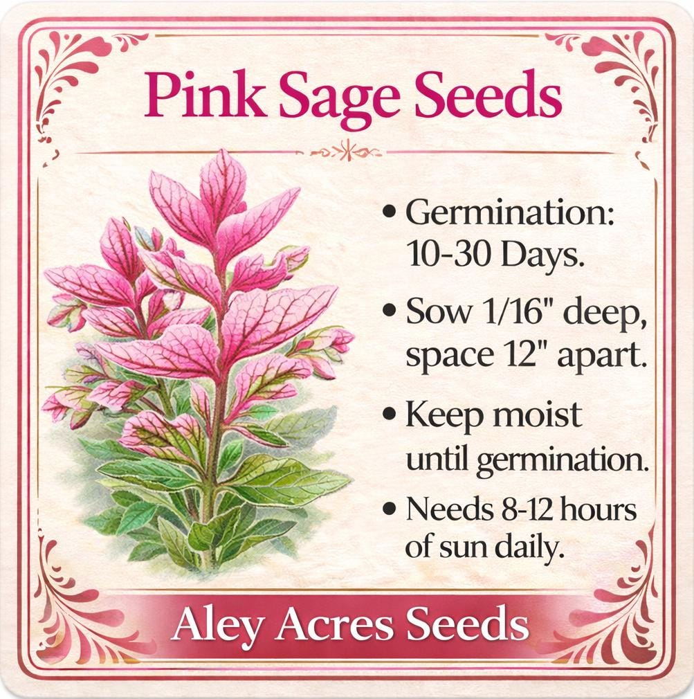 Pink Sage SEEDS - Salvia Horminum -- Zen or Wildflower Garden