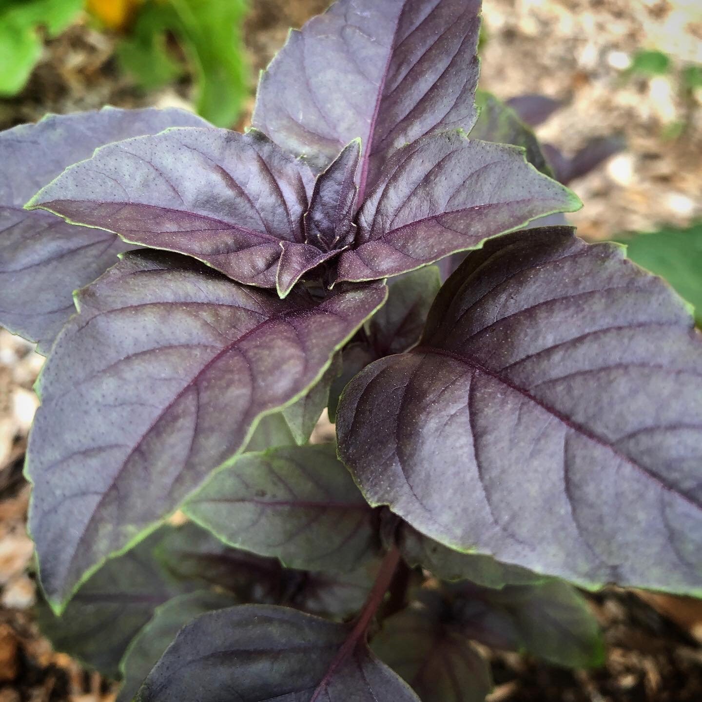 New Purple Basil SEEDS Ocimum basilicum Heirloom Variety | Etsy