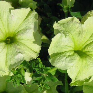 May include: Close-up of two pale yellow petunia flowers with ruffled edges and a bright green center. The flowers are in full bloom, with visible veins on the petals. Green foliage surrounds the flowers.