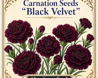 Granato nero scuro velluto / granato bordeaux re dei neri Dianthus Caryophyllus **SEMI** - 20 semi