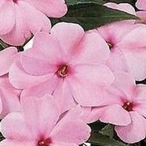 Impatiens SEEDS - &quot;Appleblossom Pink&quot; - Fast FREE Shipping U.S. (20 Seeds) Potted Patio Flowering Plants -- Just Pink Blooms