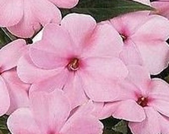 Impatiens SEEDS - "Appleblossom Pink" - Fast FREE Shipping U.S. (20 Seeds) Potted Patio Flowering Plants -- Just Pink Blooms