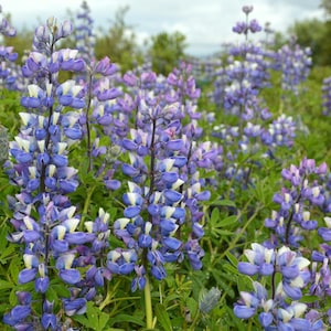 Gorgeous Lupine &quot;Emerald Blue&quot; Seeds -- Lupinus polyphyllus -- Beautiful Countryside Cottage Garden Classic -- FREE SHIPPING
