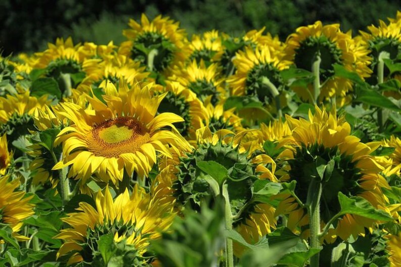 Dwarf Sunspot Sunflower Seeds – Compact Cottage Garden Variety - Etsy