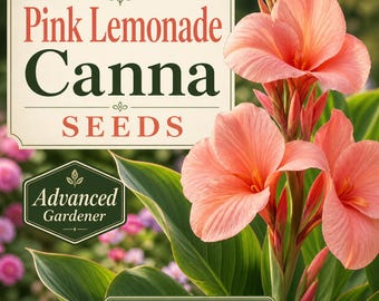Canna "Pink Lemonade" Seeds - Coral Salmon Tropical Garden (3)