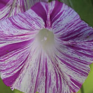 Morning Glory Flower SEEDS - Carnival - Striped Mixed Multicolored Flowers -- Cottage Garden Vines - Free Shipping US Residents (10 seeds)
