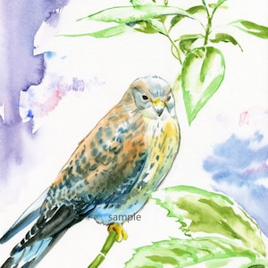 Kestrel