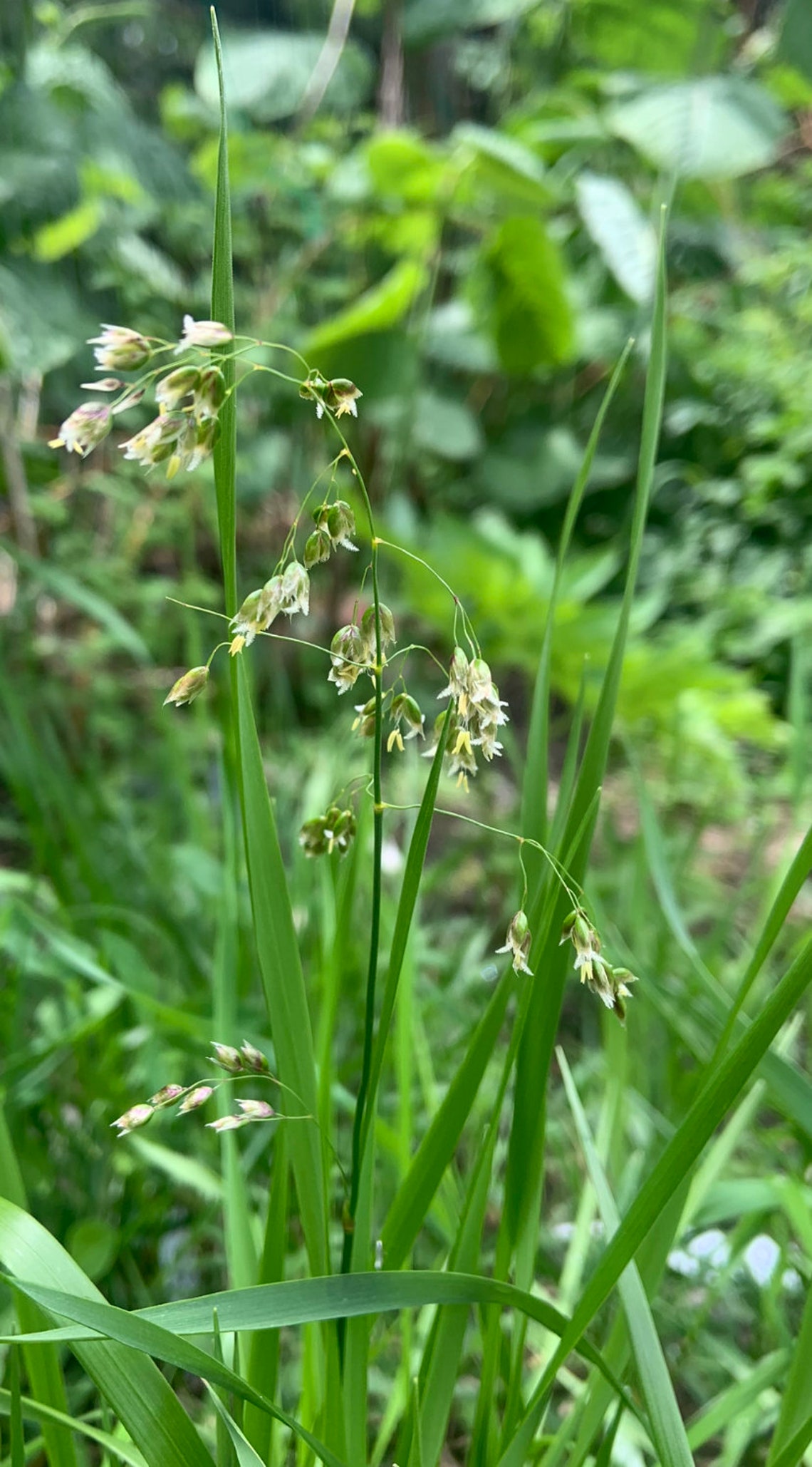Sweetgrass Flower Essence Etsy