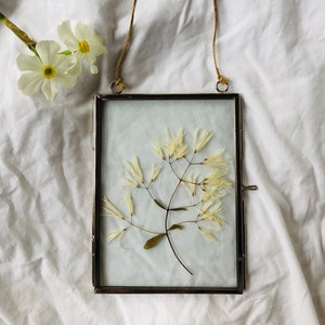 Pressed Flowers Wall Art, Fringe Tree, Chionanthus virginicus, Botanical Print, Plant Lovers Gift, Wall Decor