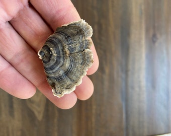 Turkey Tail Mushroom Dried Whole