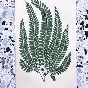 Antique Original Colour Print engraving of Adiantum Pubescens Fern by Edward Joseph Lowe, 1856.