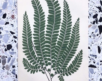 Grabado en color original antiguo de Adiantum Pubescens Fern por Edward Joseph Lowe, 1856.
