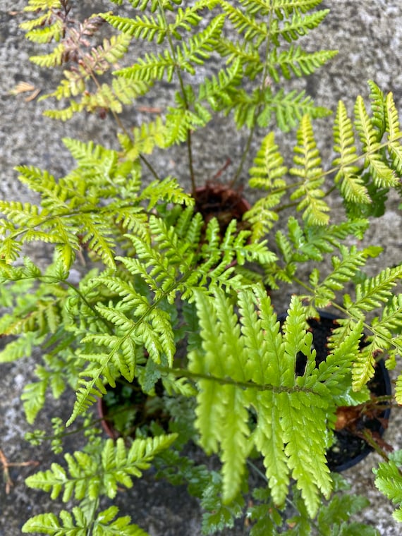 Garten Farn Pflanze. - Etsy.de