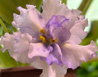 Violeta Africana - Saintpaulia Lacey’s Determination (Sorano) Planta Bebé/Inicio