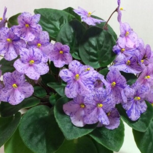 African Violet - Saintpaulia RS-Kreasure (RS-Klad) Baby/Starter/Young Adult Plant