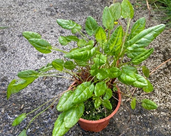 Plante d'oseille fines herbes en pot