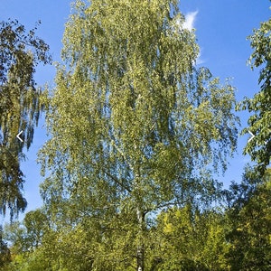 May include: A tall, slender birch tree with green leaves against a bright blue sky. The tree is in a woodland setting with other trees in the background.