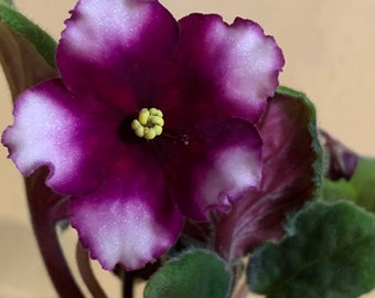 African Violet - Saintpaulia RS-Niracle (РС-Чудо) Baby/Starter/Young adult Plant