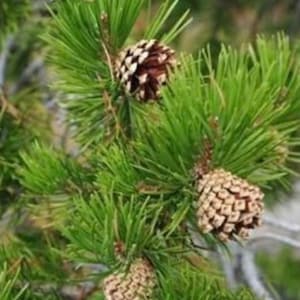 Schotse Rine (Scotch Rine) Pinus sylvestris-plant