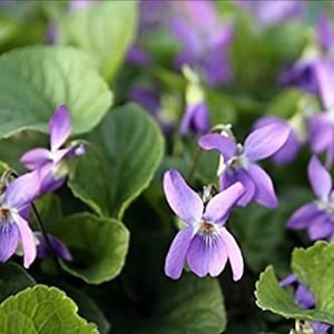 May include: A close-up view of a patch of purple violets growing in a garden. The flowers are at different stages of bloom, with some fully open and others still in bud. The leaves are a deep green and provide a lush backdrop for the delicate flowers.